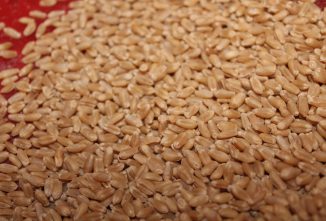 Whole Wheat Cookery